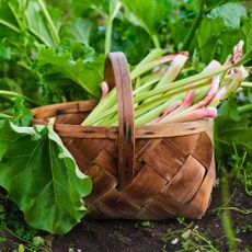 freshly harvested rhubarb gathered in woven basket