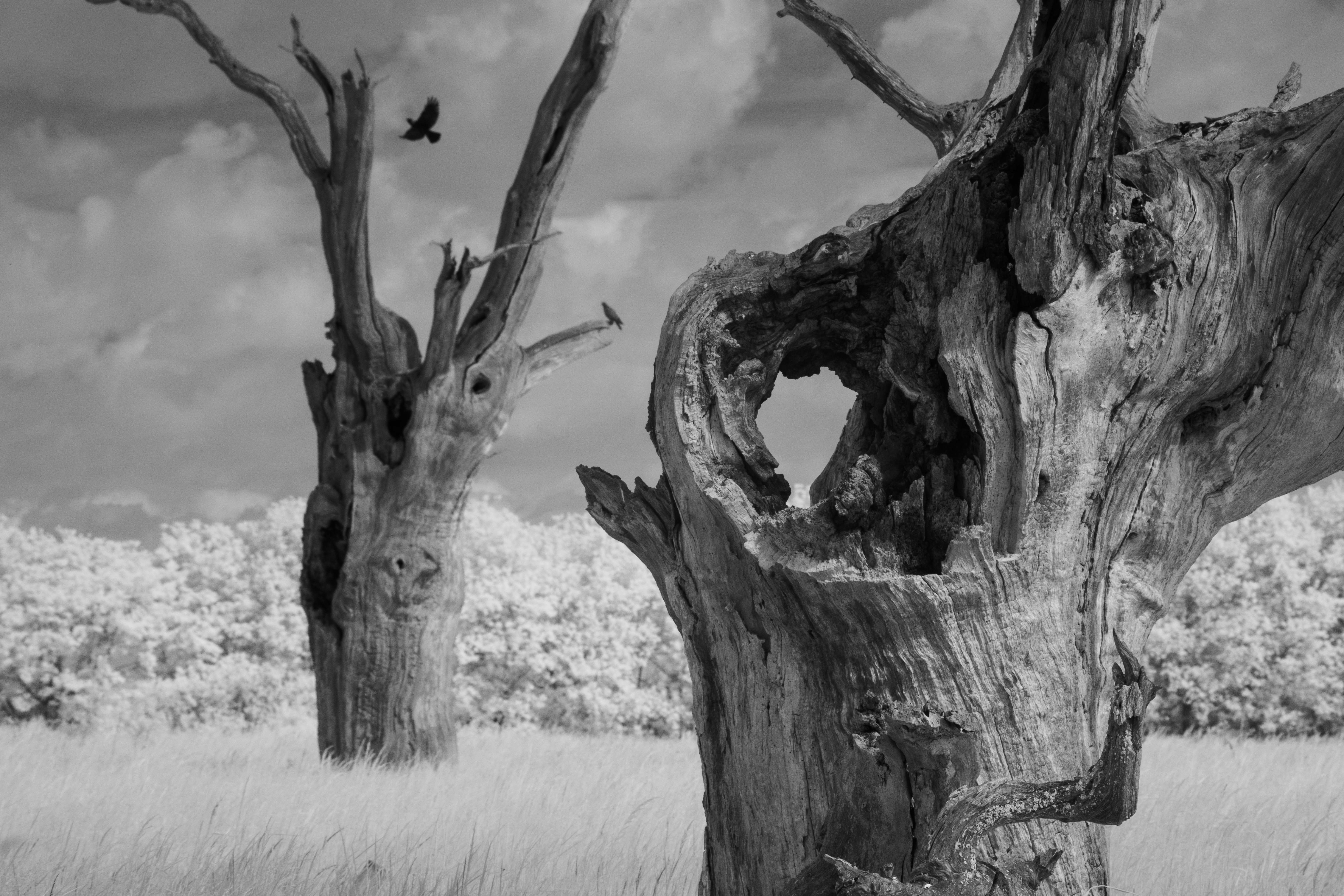 A photo taken on an infrared camera