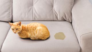 Ginger cat sitting on couch with wet urine stain beside them