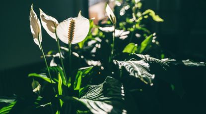 Peace lily in dappled light