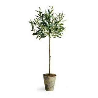 A picual olive tree in a pot