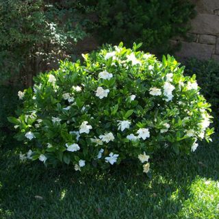 Frost Proof Gardenia Shrub