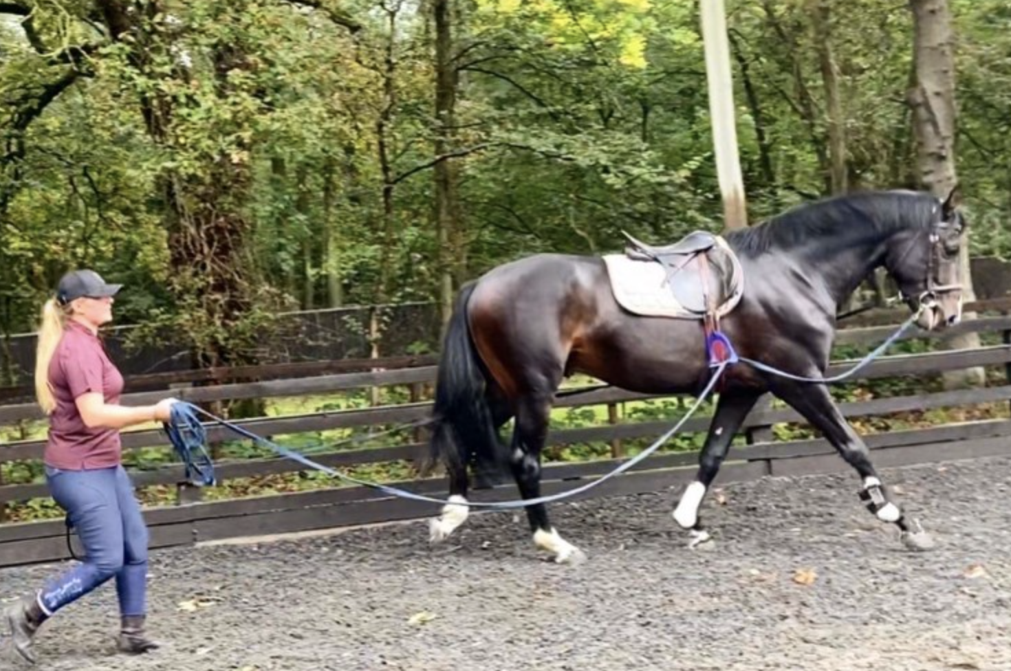 horses for sale over &amp;pound;20000