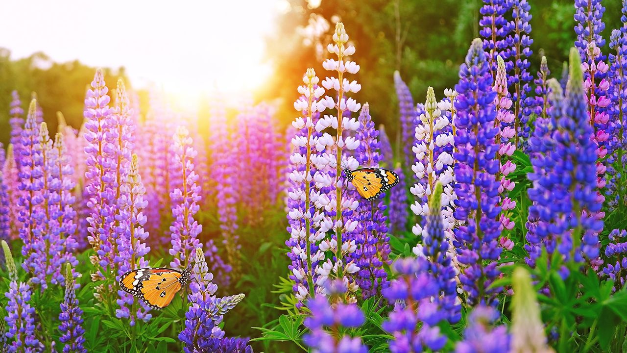 Blue lupine flowers with butterflies