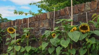 Tall sunflowers with cane