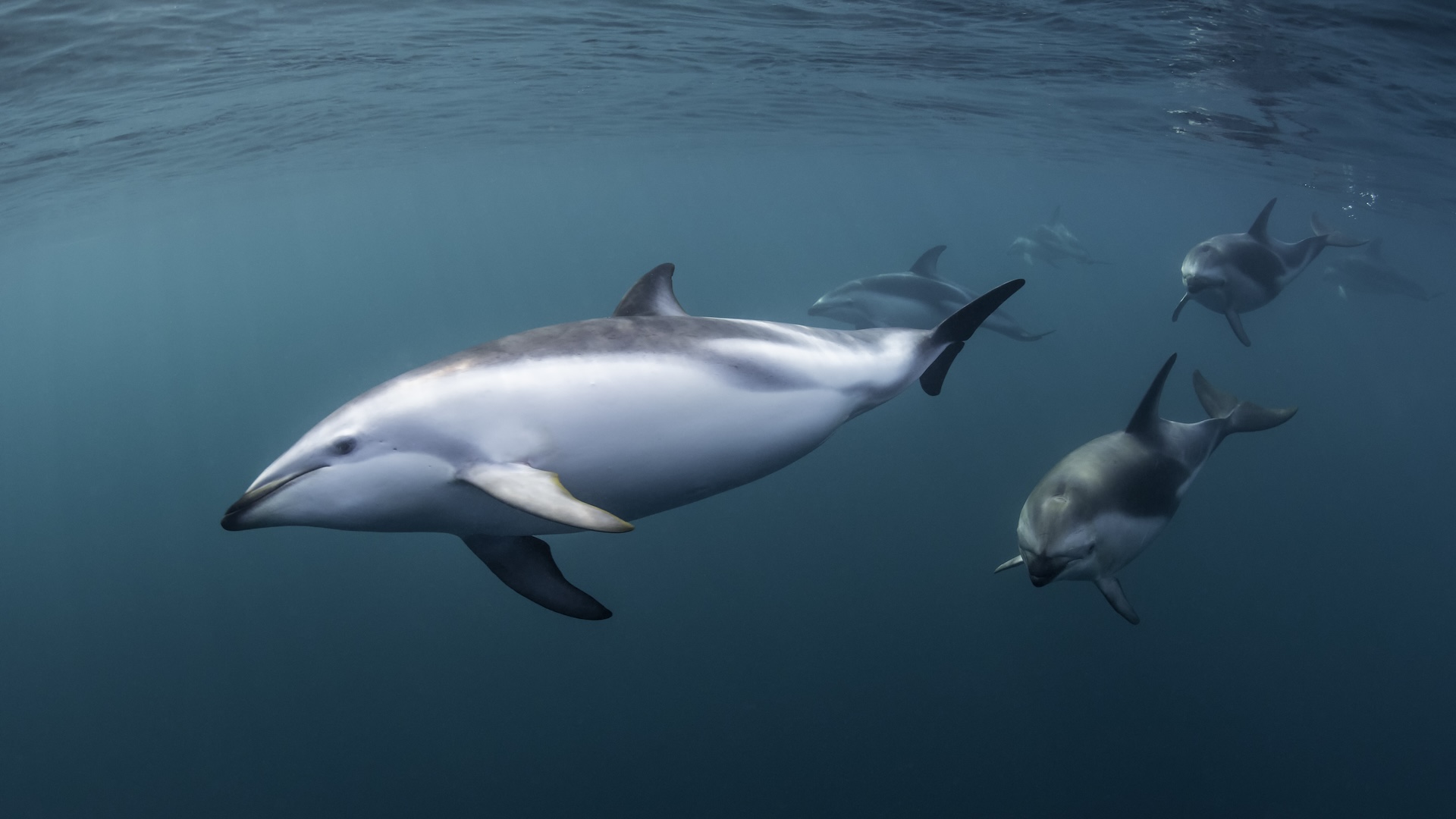 A group of dusky dolphins swims together