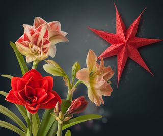 amaryllis plant with mixed color flowers and a red star