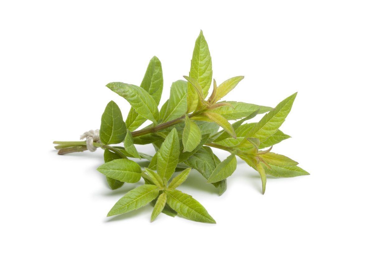 Verbena Leaves