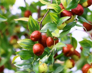 Jujube fruits growing on tree