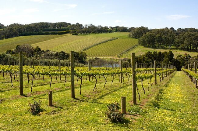 mornington peninsula pinot, chardonnay