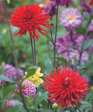 Bright red dahlias set against soft purple and yellow varieties