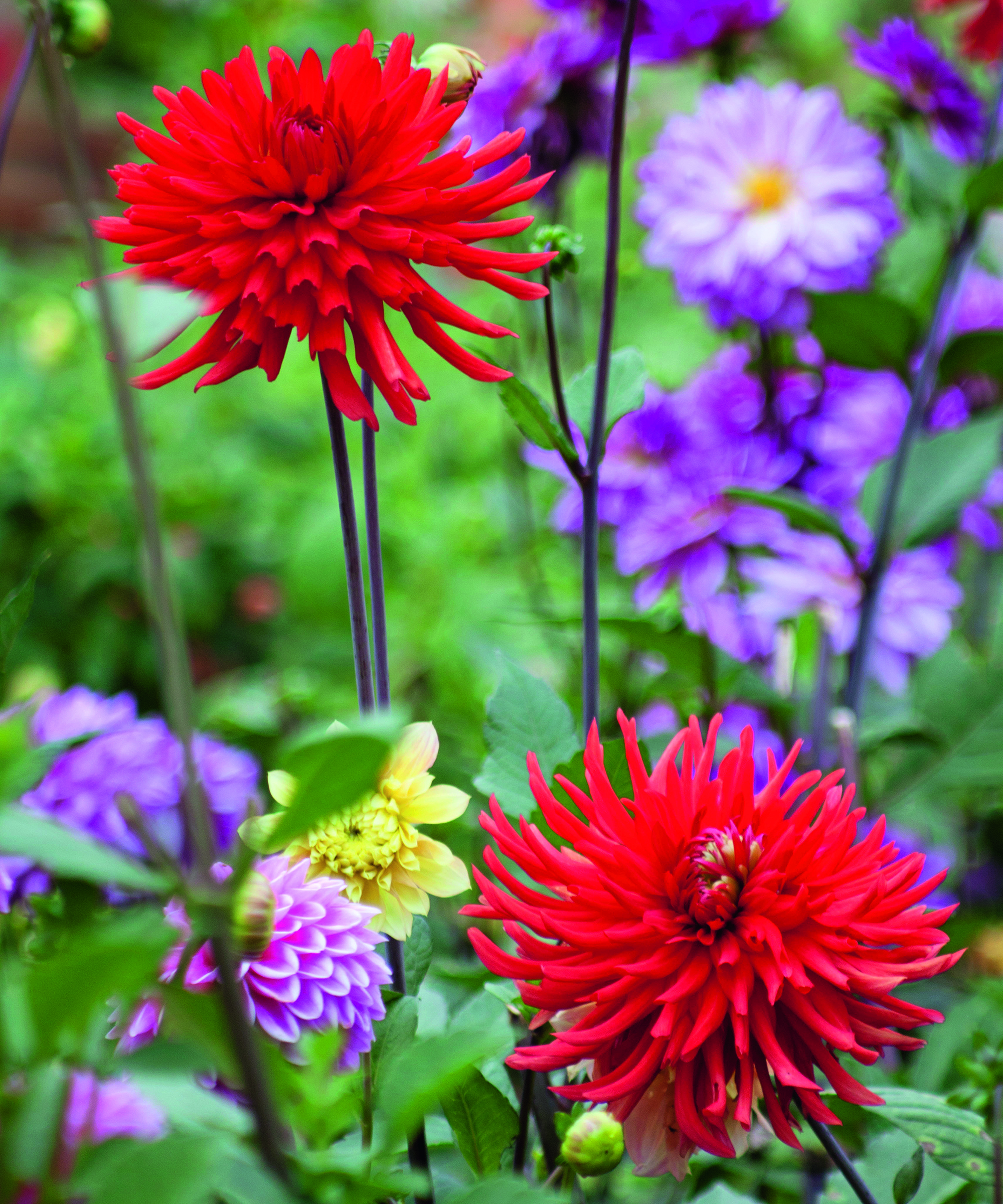 Bright red dahlias set against soft purple and yellow varieties