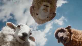 Three sheep look down into the camera in a screenshot from The Sheep Detectives trailer.
