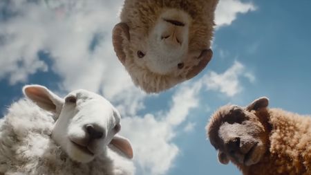 Three sheep look down into the camera in a screenshot from The Sheep Detectives trailer.