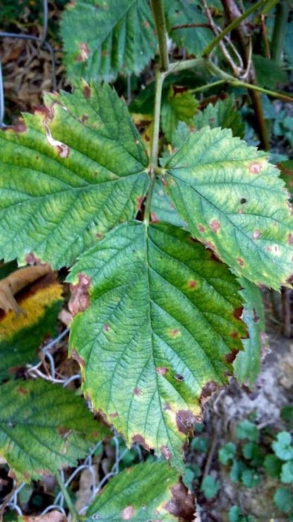 Blackberry Calico Virus On Blackberry Plant Leaves