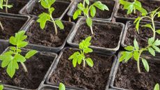 Tomato seedlings growing in individual pots of compost