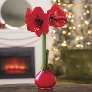 Red Lion waxed amaryllis bulb