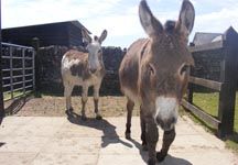 Two_donkeys_with_feet_trimmed_with_a_chisel._Photo_copyright_of_The_Donkey_Sanctuary_(4).JPG