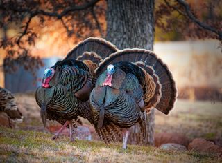 Two male turkeys with their tails in full display.