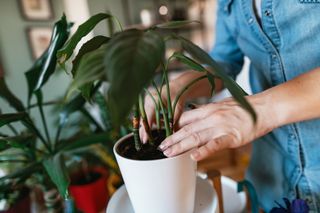 someone checking the soil of a houseplant