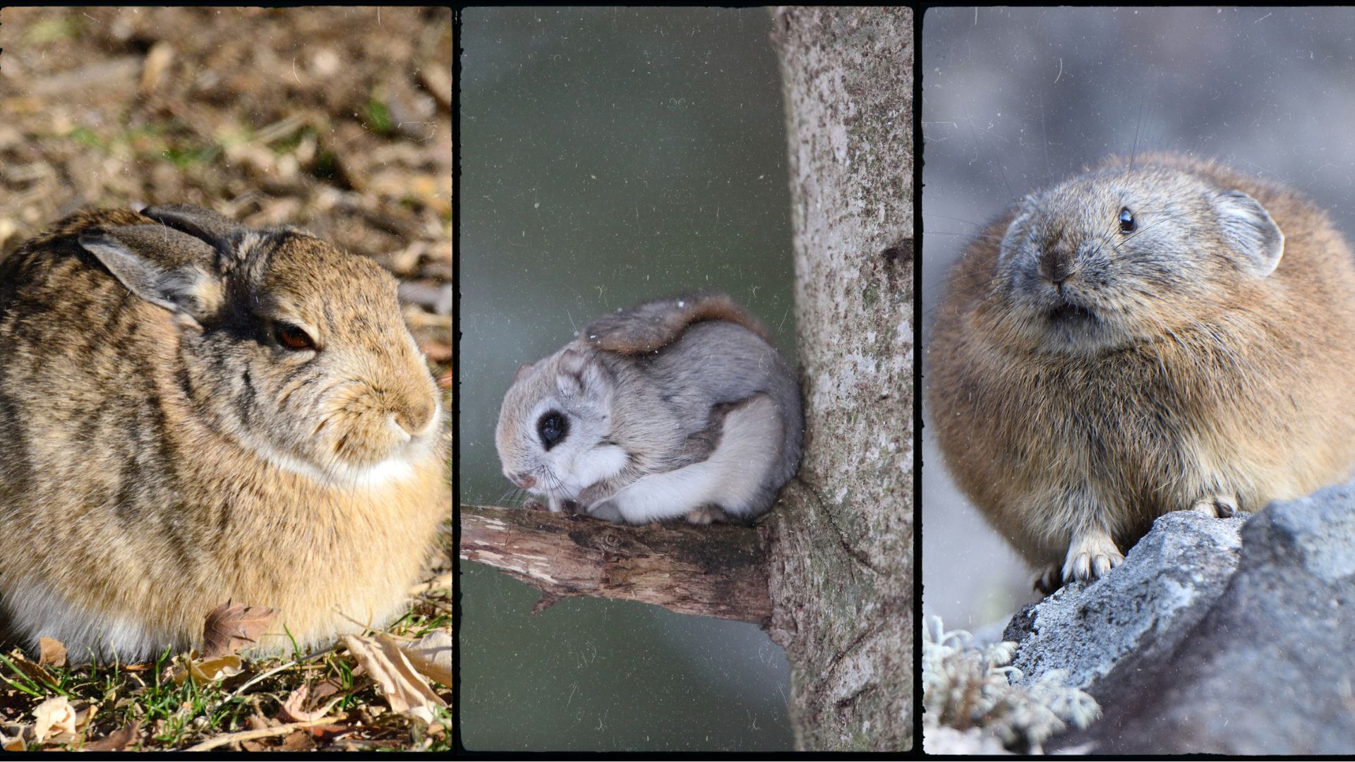Three images side by side showing round furry rodent-like animals.