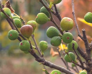 Figs growing on branches of fig tree