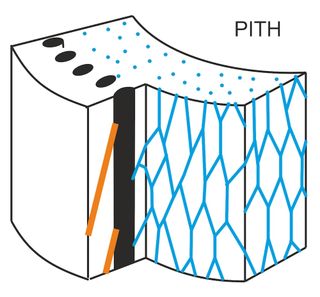 A simplified model of the ancient tree's vascular system. The black lines represent the xylem strands that carry water from the roots to the rest of the tree, the blue shows the supportive strands and the orange shows the roots. The supportive strands (blue) would tear and then heal as the tree grew.