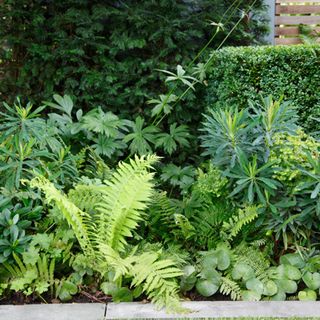 Living garden wall with climbing plants and ferns