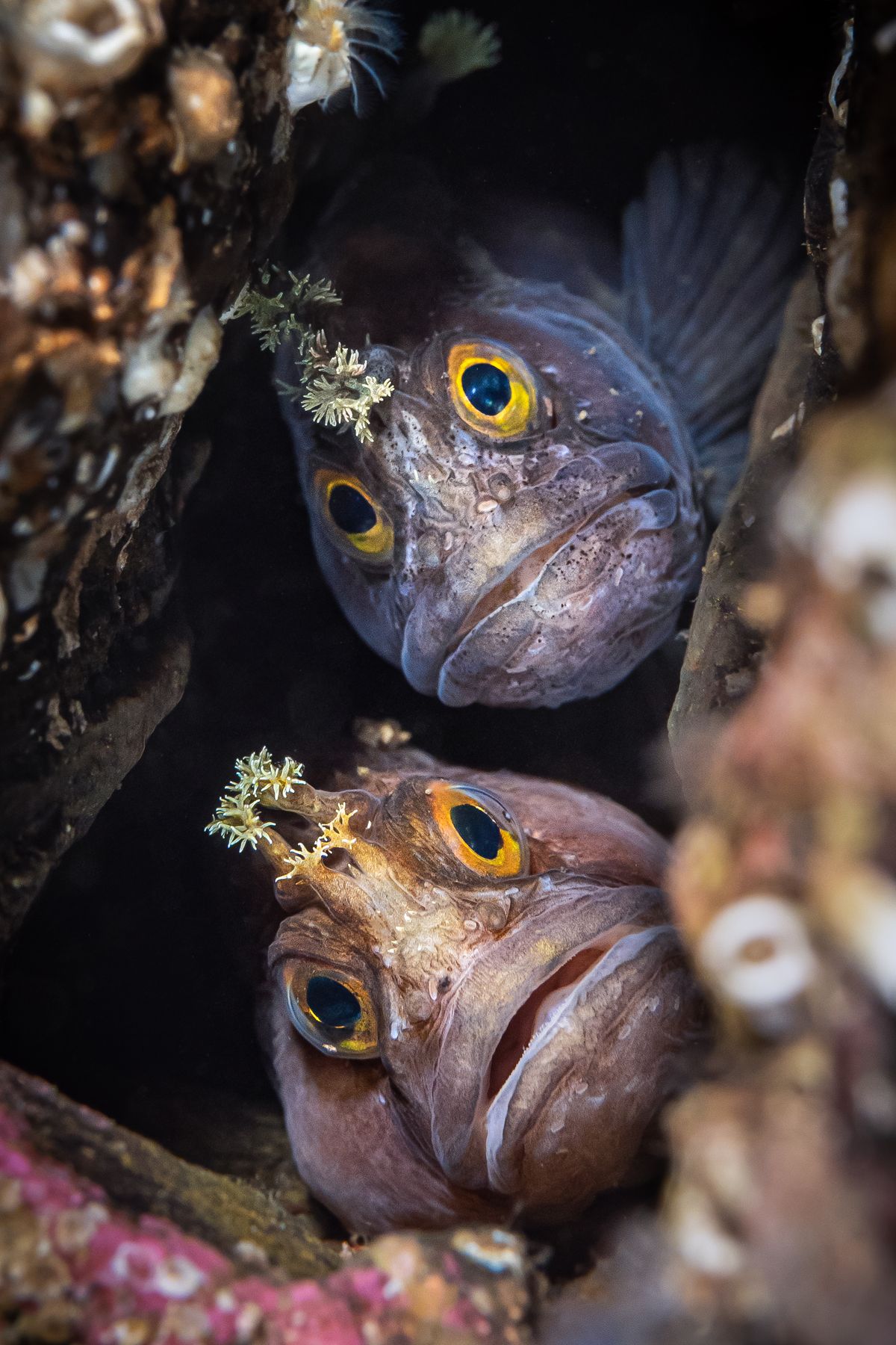 Underwater Photographer of the Year 2022 winning images
