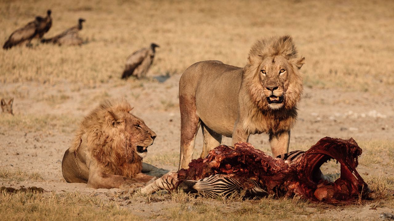 Lion on the Makgadikgadi salt pans, Botswana
