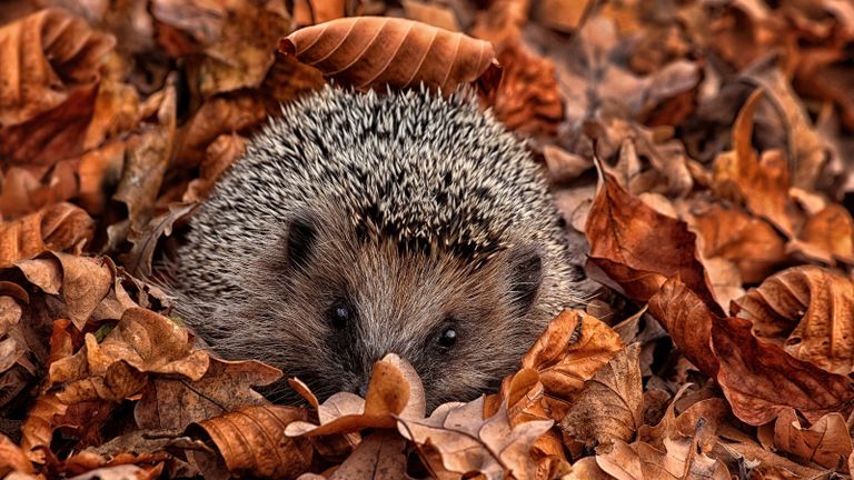 Hedgehog in a pile of leaves