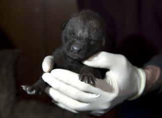 A new maned wolf pup born at the Smithsonian Conservation Biology Institute.