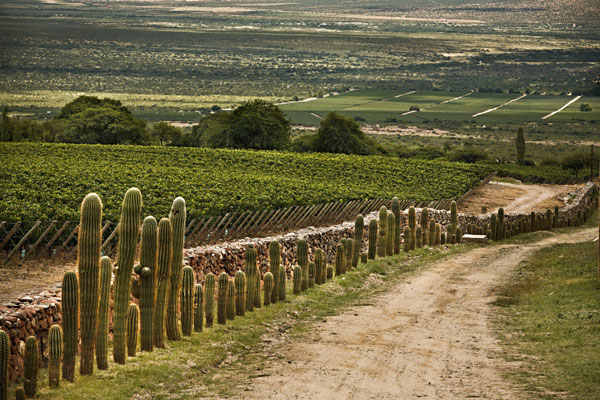 Wines of Argentina, Wines of Argentina Cafayate fields