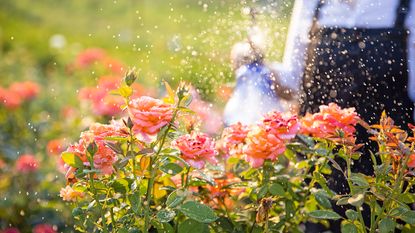 Spraying roses with natural black spot remedy