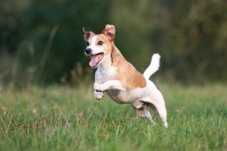 Running Jack Russell Terrier