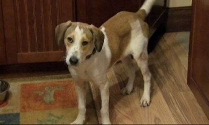 Daniel, a 5-year-old beagle, got a second chance at life