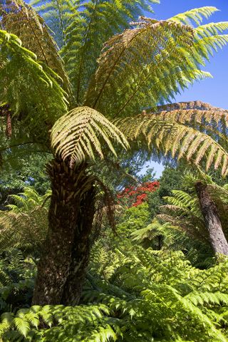 large tree fern in a garden in the Isles of Scilly