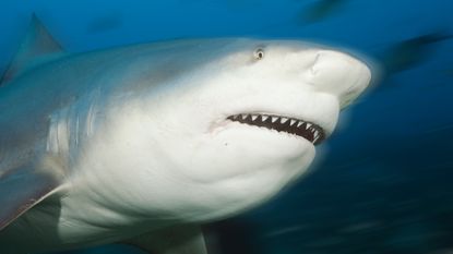 close up of a bull shark underwater