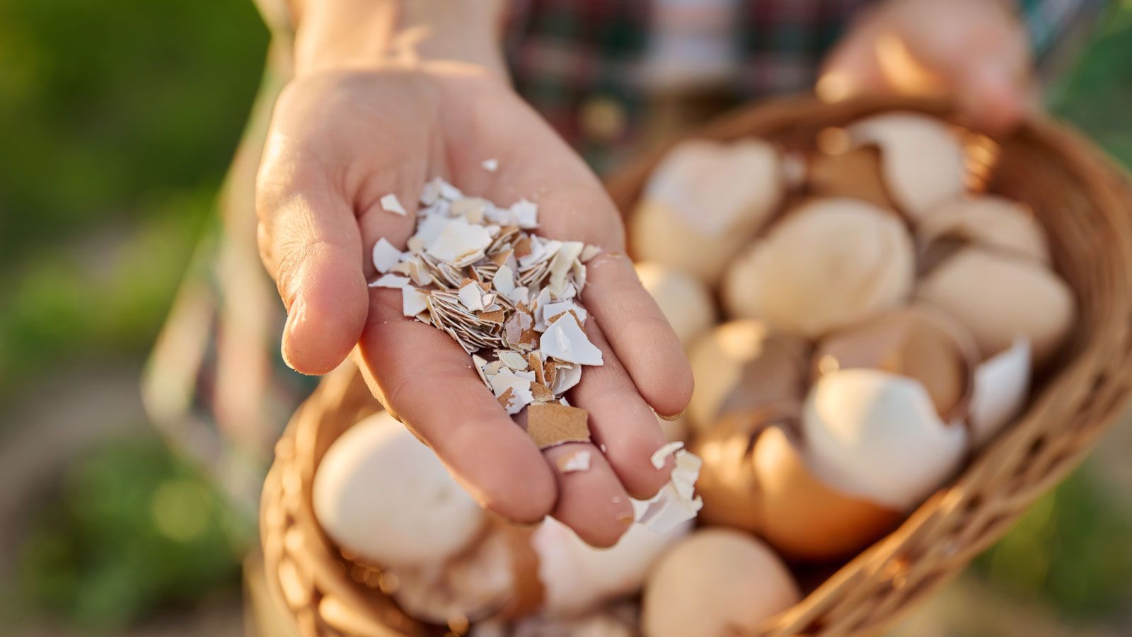 3 Mistakes Using Eggshells For Plants  Plus 1 Way They Help | Gardening  Know How