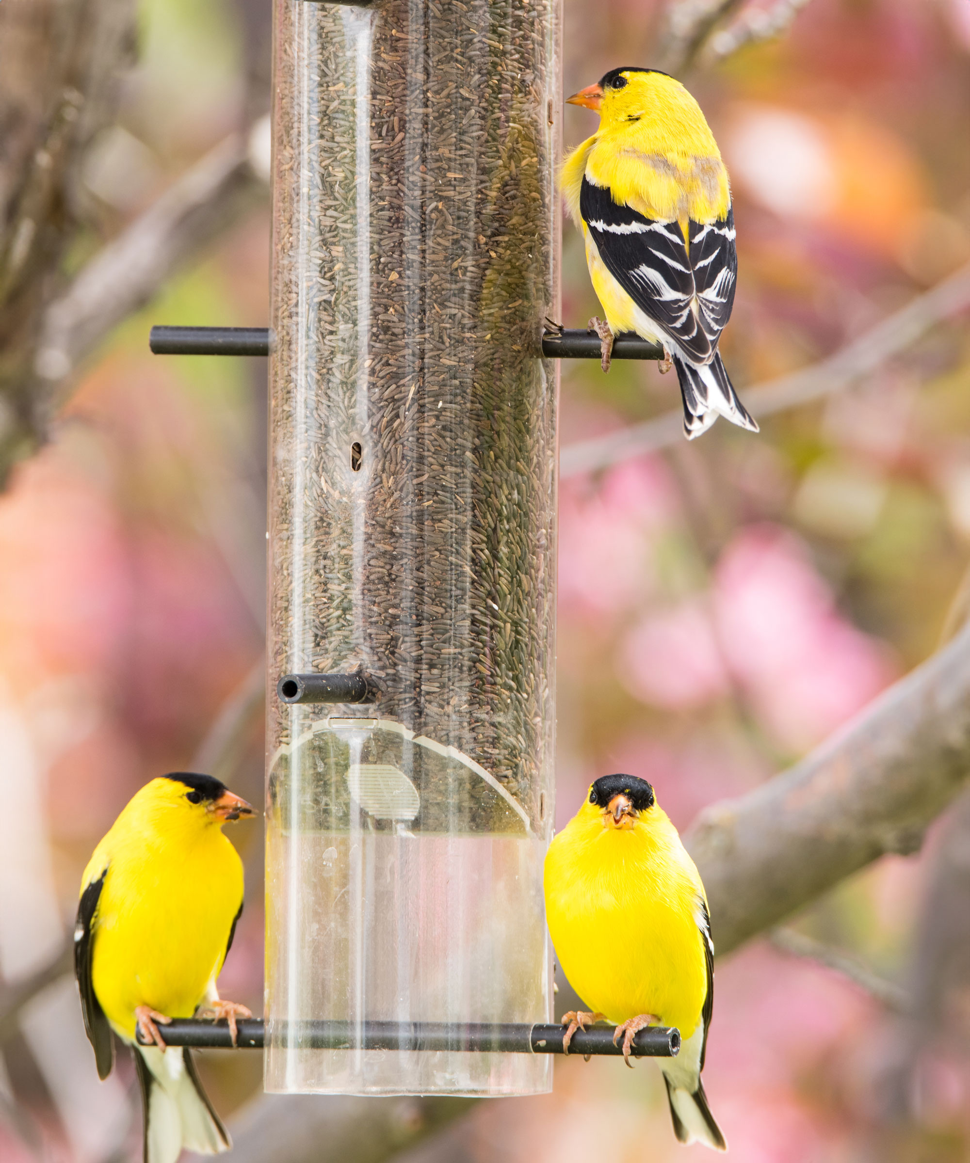 American goldfinches on bird feeder