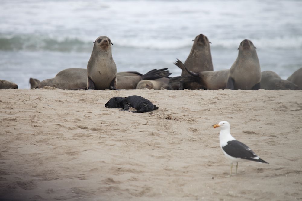 Gruesome Meal: Seagulls Snack on Baby Seals' Eyeballs