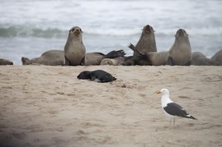 Gull approaches a sleeping seal pup.
