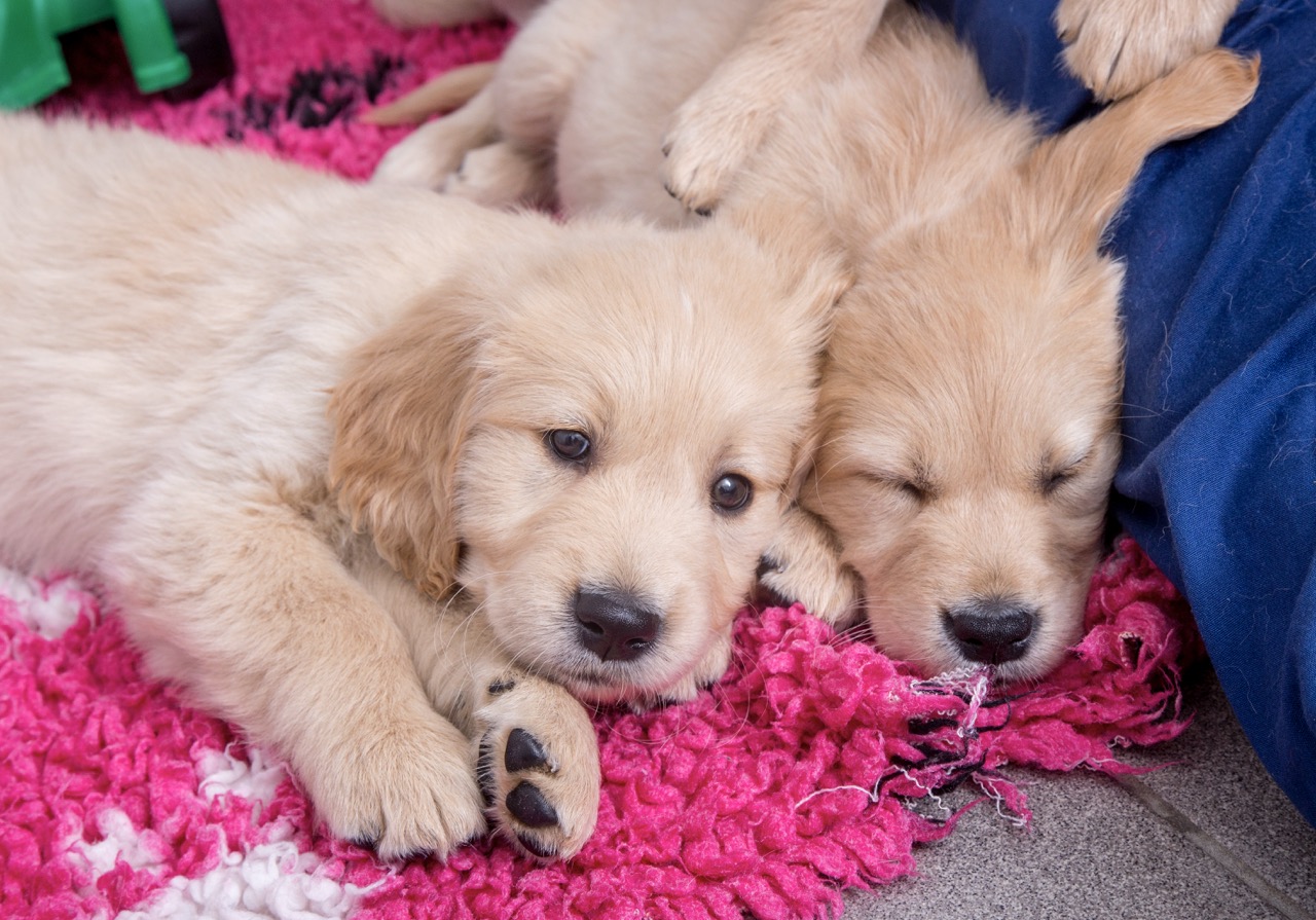 Two fluffy Golden Retriever puppies lying on a bright pink rug, one awake and gazing at the camera, the other asleep.