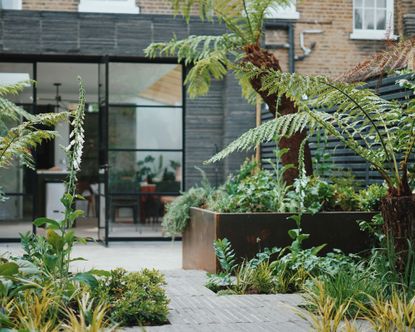 north facing courtyard garden with ferns