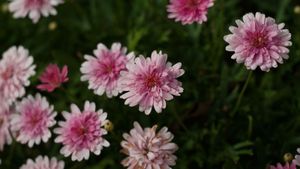 Pink chrysanthemum (mum) flowers