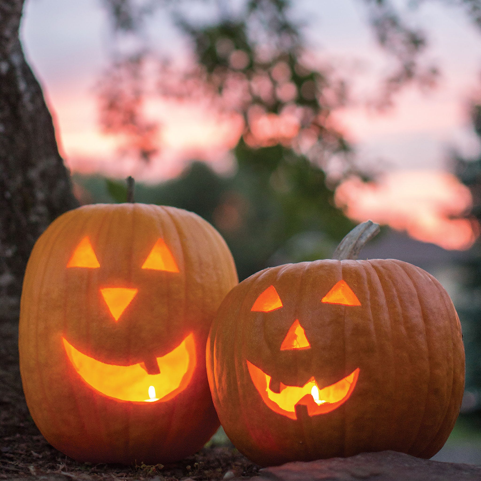 Jack O Lantern Pumpkin Seeds