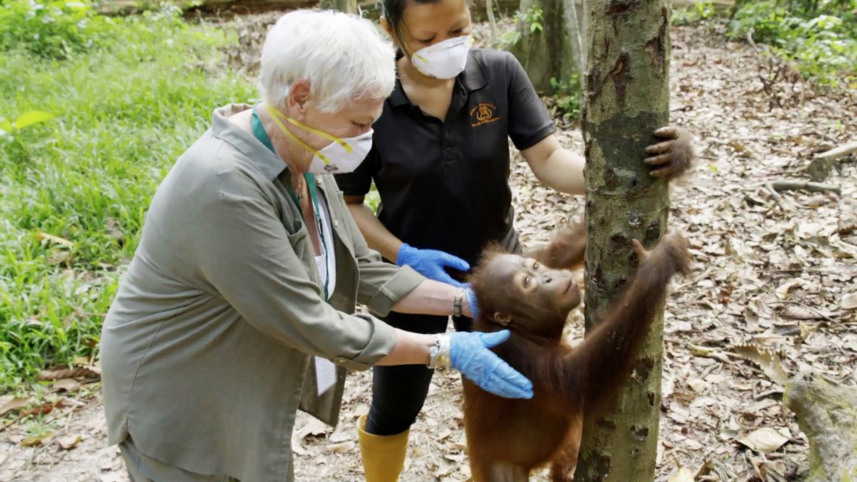 Judi Dench&#039;s Wild Borneo Adventure