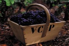 Veuve Clicquot, Pinot Noir grapes