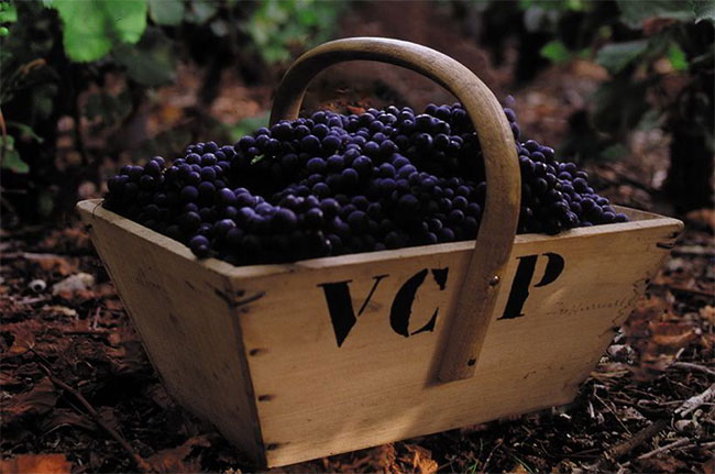 Veuve Clicquot, Pinot Noir grapes