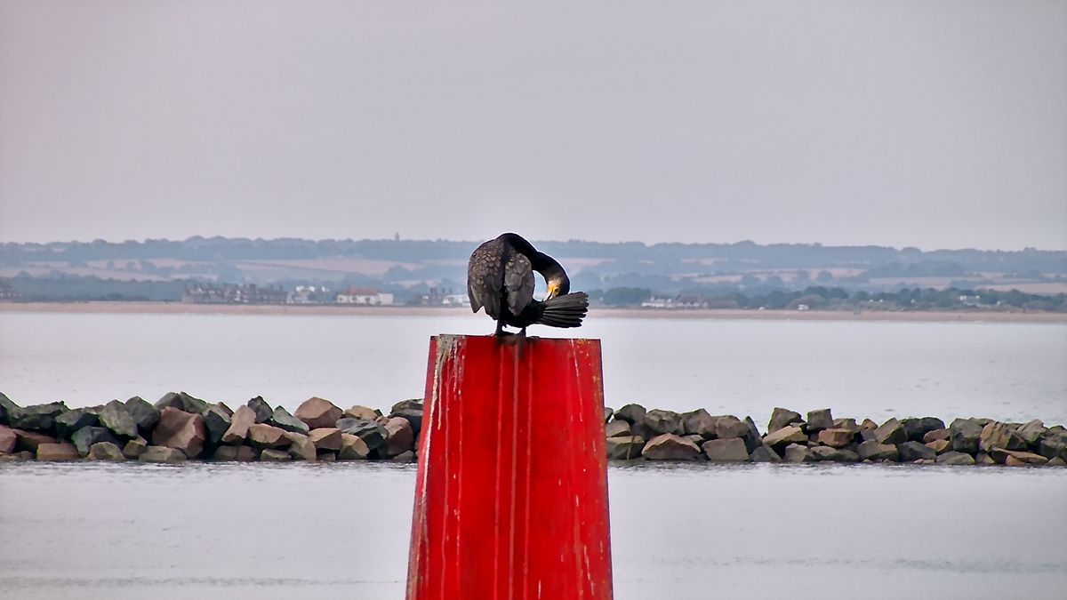 Distant bird photographed using AI spotting scope